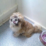 essex dog grooming 140