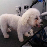 essex dog grooming 141