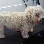 essex dog grooming 142