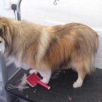essex dog grooming 143