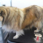 essex dog grooming 144
