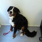essex dog grooming 145