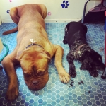 essex dog grooming 16