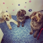 essex dog grooming 17