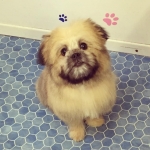 essex dog grooming 18