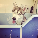 essex dog grooming 20