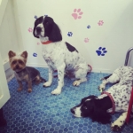essex dog grooming 22