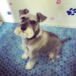essex dog grooming 23