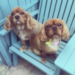 essex dog grooming 24
