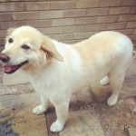 essex dog grooming 25