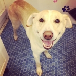 essex dog grooming 26