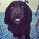 essex dog grooming 27