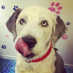 essex dog grooming 28