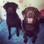 essex dog grooming 29