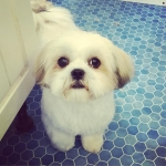 essex dog grooming 30