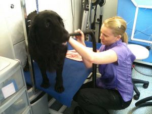 Essex Dog Grooming