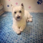 essex dog grooming 31