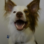 essex dog grooming 33
