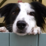 essex dog grooming 34
