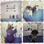 essex dog grooming 37