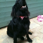 essex dog grooming 39