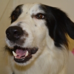 essex dog grooming 46