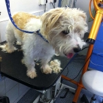 essex dog grooming 47