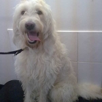 essex dog grooming 48