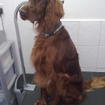 essex dog grooming 49