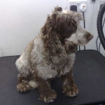 essex dog grooming 50
