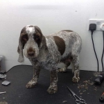 essex dog grooming 51