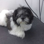 essex dog grooming 52