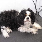 essex dog grooming 54