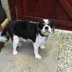 essex dog grooming 55