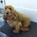 essex dog grooming 56