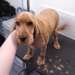 essex dog grooming 57