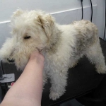 essex dog grooming 58