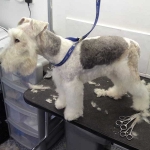 essex dog grooming 59