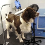 essex dog grooming 60