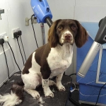 essex dog grooming 61