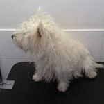 essex dog grooming 62