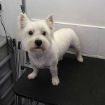 essex dog grooming 63