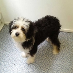essex dog grooming 64
