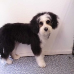 essex dog grooming 65