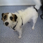 essex dog grooming 66