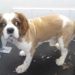 essex dog grooming 69