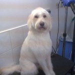 essex dog grooming 70