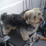 essex dog grooming 71