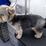 essex dog grooming 72