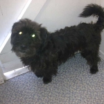 essex dog grooming 73